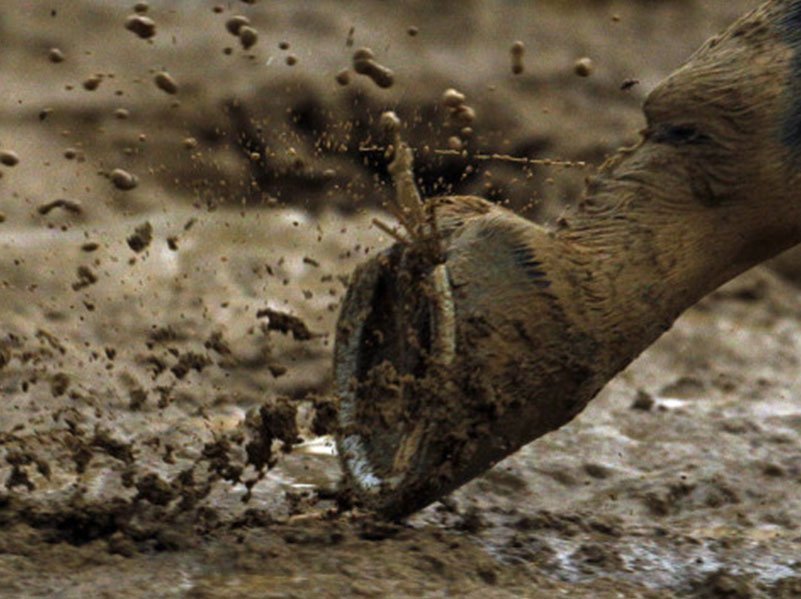 Mud Fever